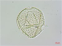 茅瓜藏品圖，第3張