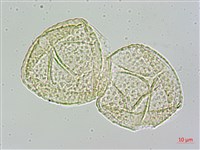 茅瓜藏品圖，第4張