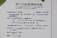 羅氏鹽膚木藏品圖，第2張