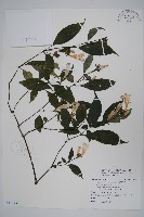 臺灣馬藍藏品圖，第1張