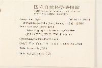 小舌菊、蔓綿菜藏品圖，第2張