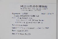 裂葉秋海棠藏品圖，第2張