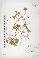 九爪藤藏品圖，第1張