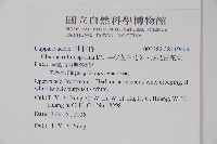 平伏莖白花菜、成功白花菜藏品圖，第2張