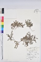 千根草藏品圖，第1張