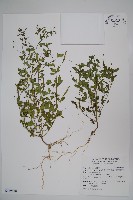 平伏莖白花菜、成功白花菜藏品圖，第1張