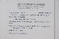 平伏莖白花菜、成功白花菜藏品圖，第2張