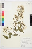 梨山小蓑衣藤藏品圖，第1張