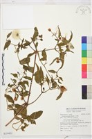 小木通藏品圖，第1張