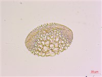 臺灣百合藏品圖，第1張