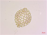 臺灣百合藏品圖，第2張