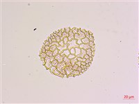 臺灣百合藏品圖，第3張