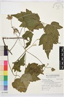 串鼻龍藏品圖，第1張