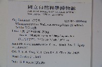 狹葉莢迷藏品圖，第2張