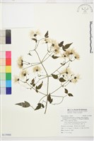 巴氏鐵線蓮藏品圖，第1張