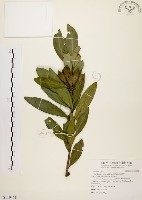 大頭茶藏品圖，第1張