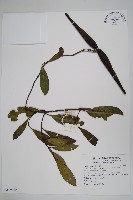 小錦蘭藏品圖，第1張