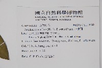 小錦蘭藏品圖，第2張