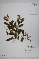 隱鱗藤藏品圖，第1張