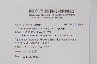 隱鱗藤藏品圖，第2張