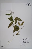 台灣鷗蔓藏品圖，第1張