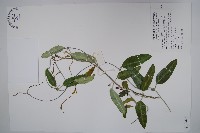 台灣牛皮消藏品圖，第1張