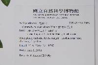 台灣牛皮消藏品圖，第2張