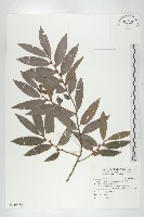 軟毛柿藏品圖，第1張