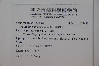 珊瑚樹藏品圖，第2張