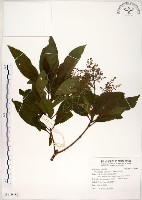 水金京藏品圖，第1張