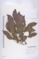 山紅柿藏品圖，第1張