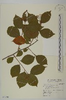 雷公藤藏品圖，第1張