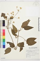 麥氏鐵線蓮藏品圖，第2張