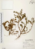 毛馬齒莧藏品圖，第1張