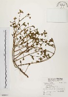 馬齒莧藏品圖，第1張