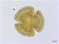 石蓯蓉藏品圖，第2張