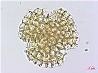 石蓯蓉藏品圖，第3張