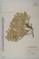 馬氏濱藜藏品圖，第1張