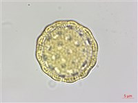 馬氏濱藜藏品圖，第2張