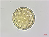 馬氏濱藜藏品圖，第4張