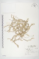 土丁桂藏品圖，第1張