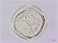 土丁桂藏品圖，第2張