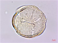 土丁桂藏品圖，第3張