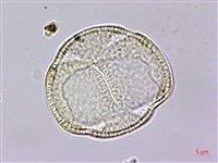 土丁桂藏品圖，第4張