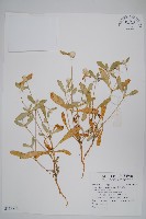 假千日紅藏品圖，第1張