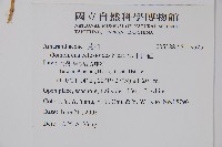 假千日紅藏品圖，第2張