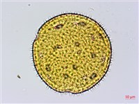 黃細心藏品圖，第2張