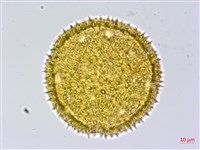 黃細心藏品圖，第3張