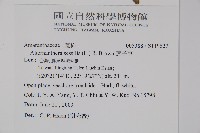 蓮子草藏品圖，第2張