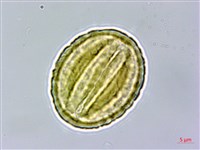 密花黃菫藏品圖，第2張
